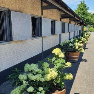Luxe Gastenkamer Met Living En Keuken Bij Friezen Paarden Stal Pellendijk Westendorp Exterior foto